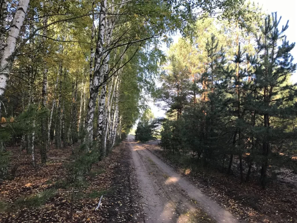 Просто лес. Красота! Грибники! — в Lyutezh, Kyyivs'Ka Oblast', Ukraine.