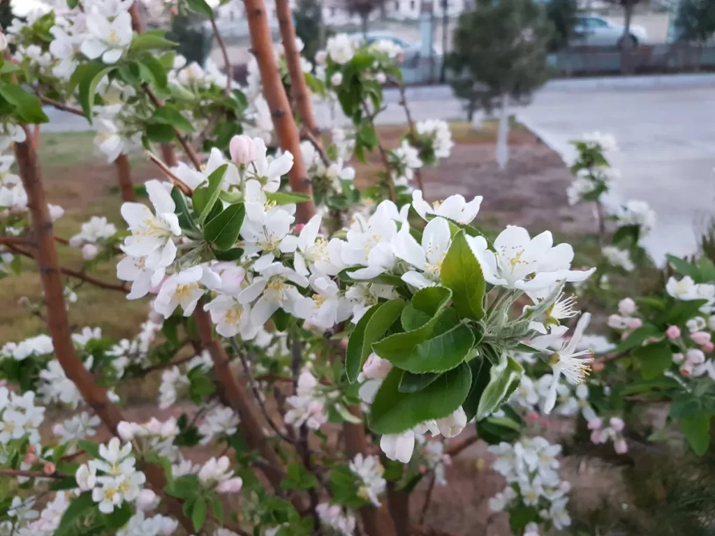 Там не везде пустыня.