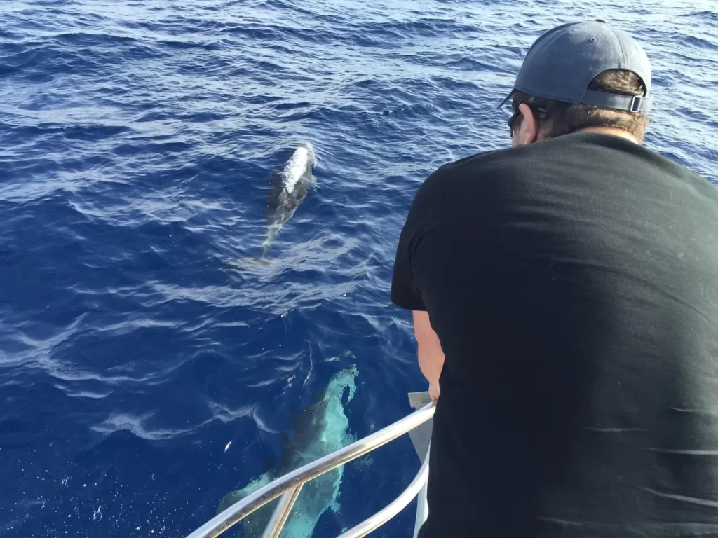 Дельфины заходили поздороваться / Dolphins came by to say hello.